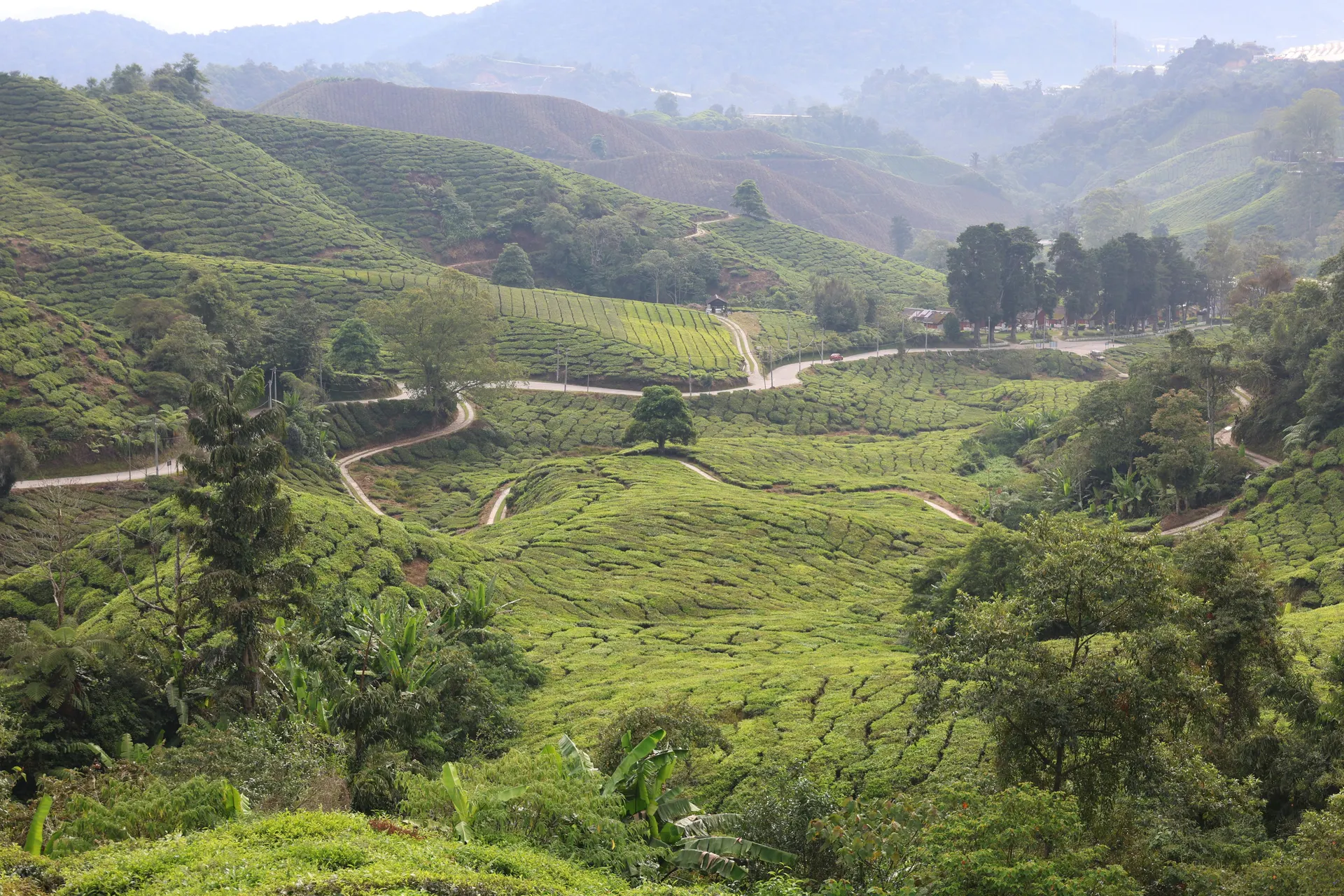Cameron Highlands tea estate for a refined countryside escape